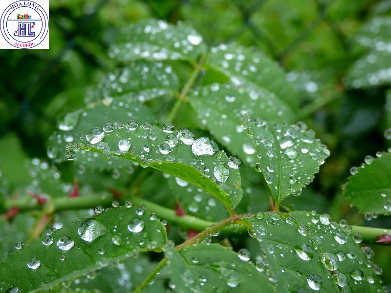 Tưới cây bằng nước mưa có tốt hơn nước máy không?